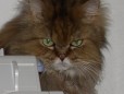 Katzenbild