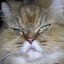 Katze