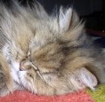 Katzenbild