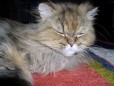 Katzenbild