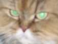 Katzenbild