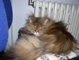 Katzenbild