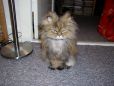 Katzenbild
