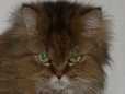 Katzenbild