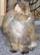 Katzenbild