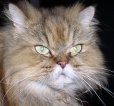Katzenbild